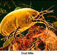 Dust Mites Can Contribute To Asthma, Bronchitis, Eczema And More